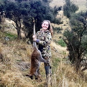 New Zealand Hunting Wallaby