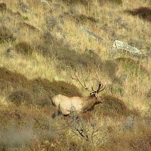 New Zealand Elk (Wapiti)