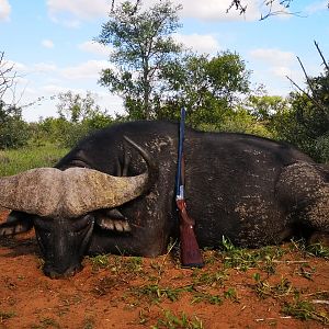 South Africa Hunting Cape Buffalo