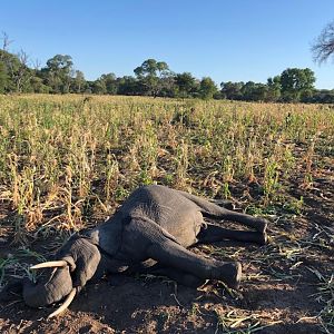 Zimbabwe Hunt Elephant