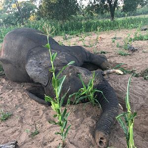 Zimbabwe Hunt Elephant