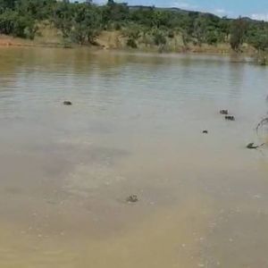 Hippo's in South Africa