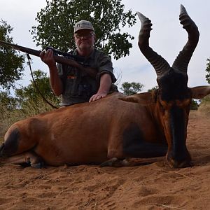 South Africa Hunting Red Hartebeest