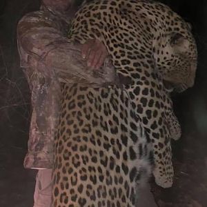 Leopard Hunt