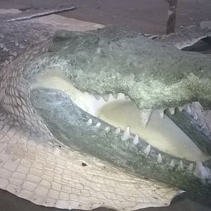 Crocodile rug with replica head ready for painting