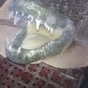 Crocodile rug with replica head ready for painting