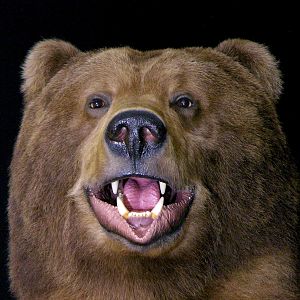 10 Foot Brown Bear Full Mount Taxidermy