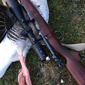 Geese Hunt Sweden