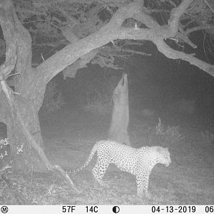 Trail Cam Pictures of Leopard in South Africa