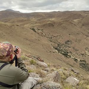 Glassing Aoudad in South Africa