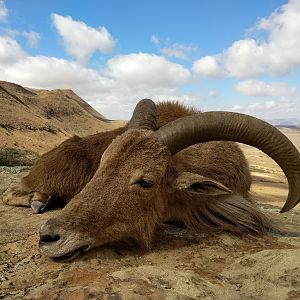 South Africa Hunt Aoudad