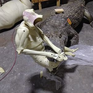 13+' Croc & Baboon Taxidermy Process