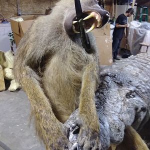 13+' Croc & Baboon Taxidermy Process