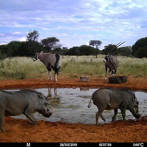 Gemsbok & Warthog Trail Cam Pictures Namibia