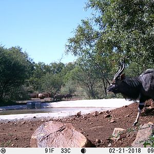 South Africa Trail Cam Pictures Nyala