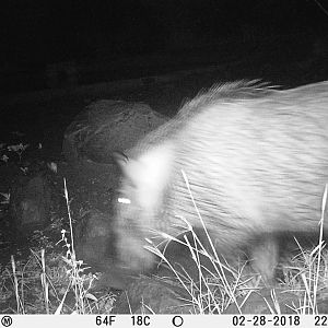 Trail Cam Pictures of Bushpig in South Africa