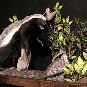 Honey Badger vs Mamba Full Mount Taxidermy