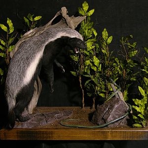 Honey Badger vs Mamba Full Mount Taxidermy