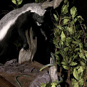 Honey Badger vs Mamba Full Mount Taxidermy