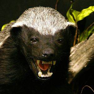 Honey Badger vs Mamba Full Mount Taxidermy