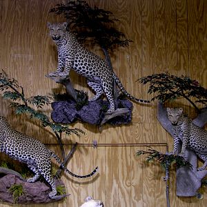 Leopard Full Mount Taxidermy