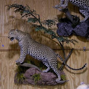 Leopard Full Mount Taxidermy