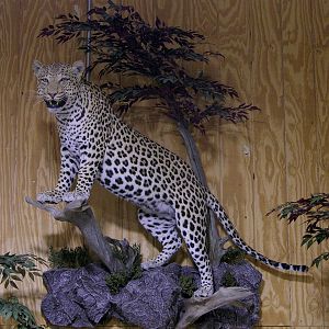 Leopard Full Mount Taxidermy