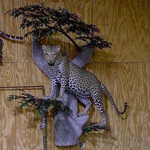 Leopard Full Mount Taxidermy