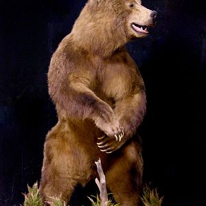 Brown Bear Full Mount Taxidermy