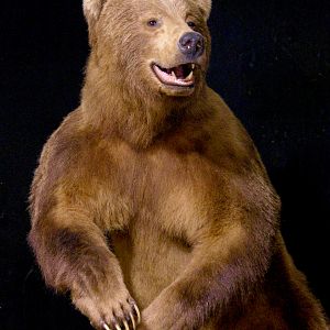 Brown Bear Full Mount Taxidermy