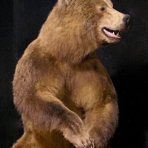 Brown Bear Full Mount Taxidermy