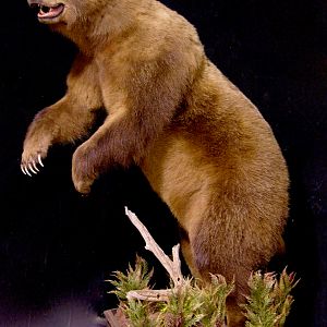 Brown Bear Full Mount Taxidermy