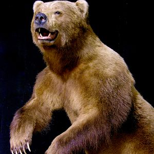 Brown Bear Full Mount Taxidermy