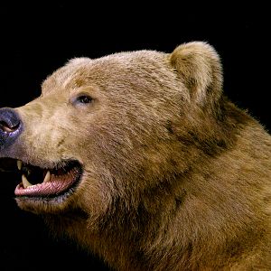 Brown Bear Full Mount Taxidermy