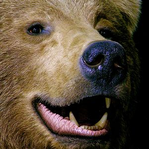 Brown Bear Full Mount Taxidermy