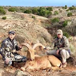 Hunt Aoudad in Texas USA