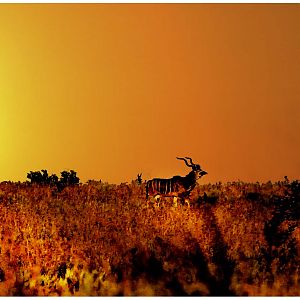 Africa farm sunset