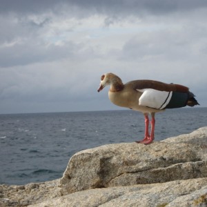 Egyptian goose