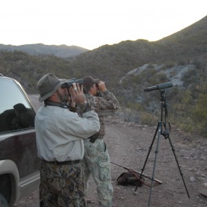 Glassing for Coues Deer