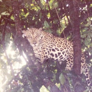 Jaguar in Brazil