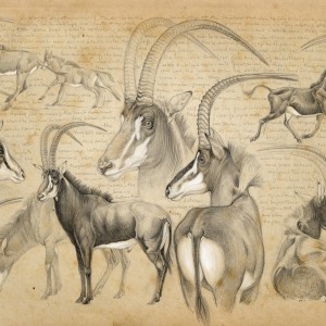 Wildlife Artist Marcello Pettineo - Sable Antelope