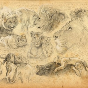 Wildlife Artist Marcello Pettineo - Lion