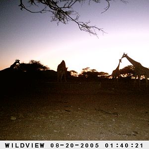 Giraffes, Namibia