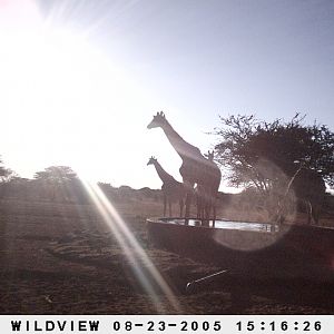 Giraffes, Namibia