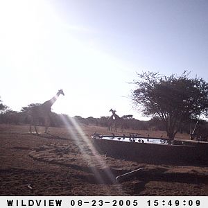 Giraffes, Namibia