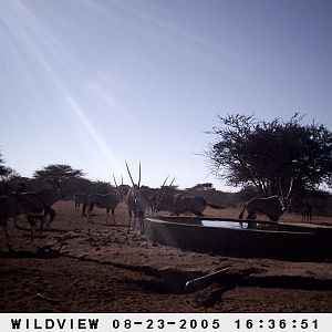 Gemsboks, Namibia