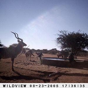 Gemsboks, Kudu and Baboon, Namibia