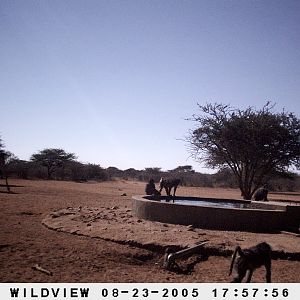 Giraffes and Baboons, Namibia