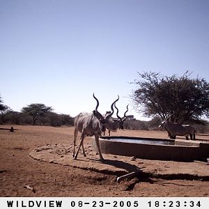 Gemsboks, Kudus and Baboons, Namibia