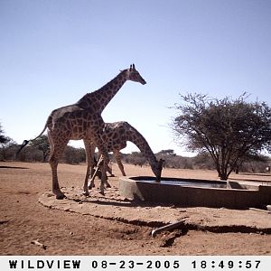 Gemsboks, Giraffes and Baboon, Namibia